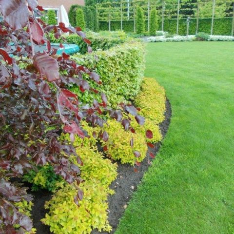 Tuinaanleg Tom Verhoeven