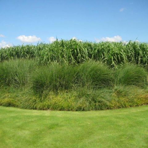 Tuinaanleg Tom Verhoeven